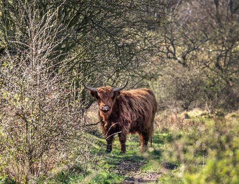 Cow in The Secret Forest 